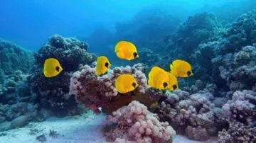 Giftun Island Snorkeling Trip 
