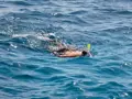 Hula Hula Island Full Day Boat Trip from Hurghada