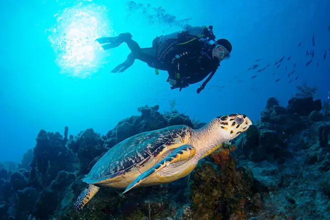 Plongée à Hurghada | Pour les débutants et les professionnels'