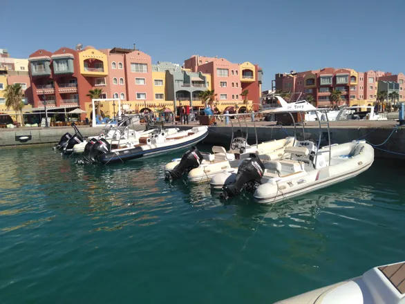 Visite de la maison des dauphins en bateau rapide'