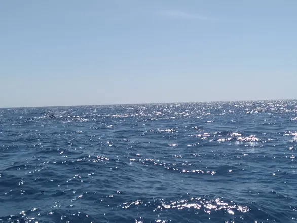 Visite de la maison des dauphins en bateau rapide'