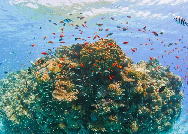 Excursion de plongée en apnée à Ras Mohamed'