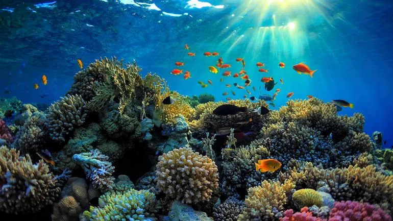 Excursion de plongée en apnée sur l'île de Tiran'