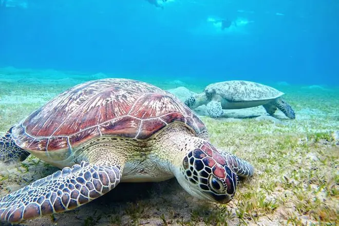 Swimming with the turtles in Abu Dabbab Bay from Makadi bay'