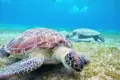 Swim with Turtles at Abu Dabbab – Marsa Alam